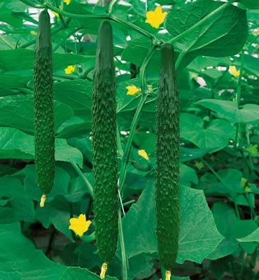 黃瓜種子