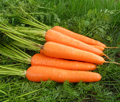 胡蘿卜種子