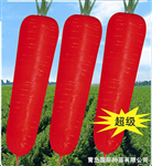 產(chǎn)品介紹：<br/>　　耐熱，長勢(shì)旺盛，根形良好，根色橙紅色，芯較細(xì)，根肥大，總體著色好，品質(zhì)優(yōu)良。適合初夏、盛夏播種，播種后100天左右開始收獲，適收時(shí)根長19-23cm，根重340-360g，豐產(chǎn)，商品性極佳。