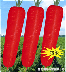 日本超級新黑田五寸人參——胡蘿卜種子