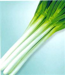 產(chǎn)品介紹：<br/>　　耐熱、早熟、豐產(chǎn)、品質(zhì)優(yōu)良。葉色濃綠，長勢(shì)旺盛、折葉現(xiàn)象少。蔥白高40cm左右，粗2.0-2.5cm，軟白部分為純白，光滑、有光澤、肉質(zhì)美味可口。莖部葉片緊湊、直立，裂損少，生長期間，長久整齊、美觀，收獲期限長。 栽培要點(diǎn)： 青島地區(qū)秋播一般在9月下旬-10月上旬，翌年2月下旬-4月定值，7月-9月收獲；春播2月中旬溫床育苗，5月中旬-6月中旬定值，10月中旬-11月底左右收獲。