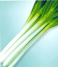 東京夏黑長蔥——大蔥種子