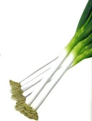 十國一本太蔥——大蔥種子