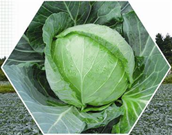 琴萌巔峰——甘藍種子