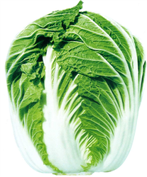 改良青雜3號——白菜種子