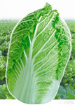產(chǎn)品介紹：<br/>　　植株稍披張，外葉綠色，葉球粗圓筒形，合抱，舒心，球內(nèi)淡黃色，球高35cm，直徑25cm左右，單球重3.6-4kg。播種后70-75天左右成熟，豐產(chǎn)、一致性好，一般畝產(chǎn)葉球7500kg左右，風(fēng)味品質(zhì)好，抗病，耐貯運(yùn)。每畝栽植2000株左右。 栽培要點(diǎn)： 青島地區(qū)立秋后3天左右播種。東北、西南、華北、華中地區(qū)均可栽培。